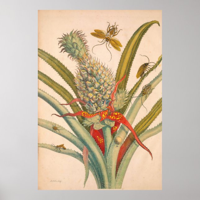 Metamorfos Insectorum Surinamensium Skriv ut Poster (Framsidan)