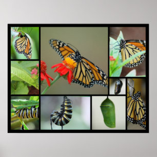 Metamorfos Poster