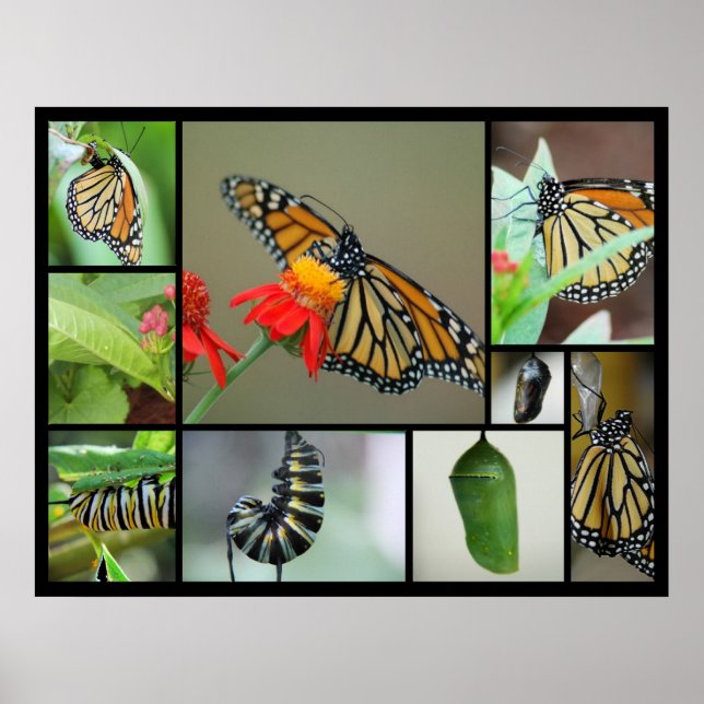 Metamorfos Poster (Framsidan)