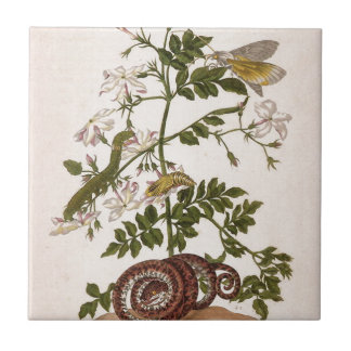 Metamorphosisinsectorum Surinamensium Kakelplatta