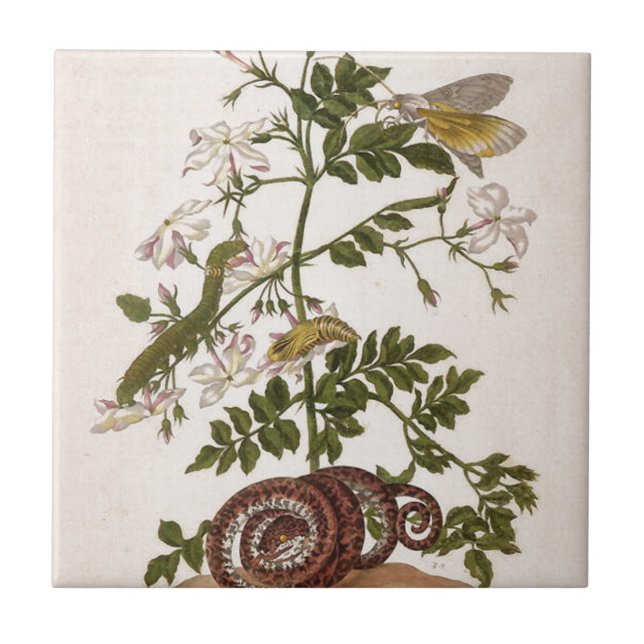 Metamorphosisinsectorum Surinamensium Kakelplatta (Framsidan)