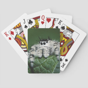 Metaphid banhoppningspindel casinokort