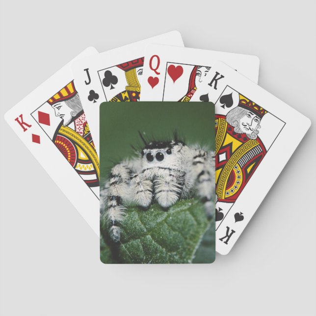 Metaphid hoppande spindel kortlek (Baksidan)