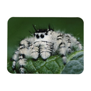 Metaphid hoppande spindel magnet