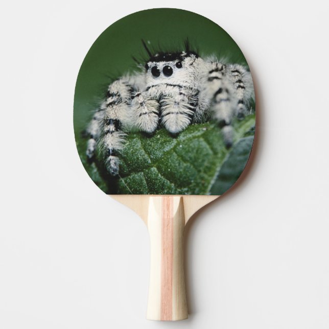 Metaphid hoppande spindel pingisracket (Framsidan)