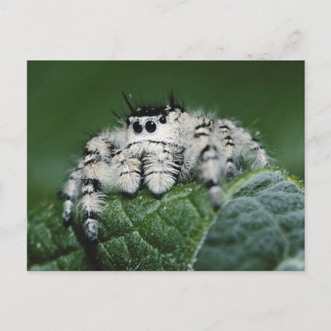 Metaphid hoppande spindel vykort (Framsida)