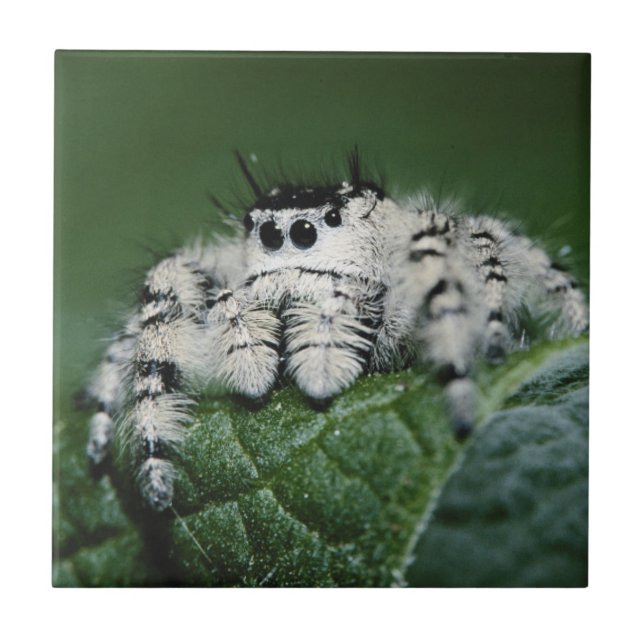 Metaphid Jumping Spider Kakelplatta (Framsidan)