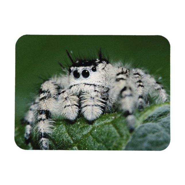 Metaphid Jumping Spider Magnet (Horisontell)