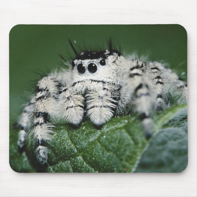 Metaphid Jumping Spider Musmatta (Framsidan)