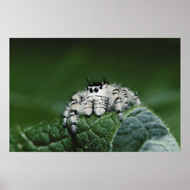 Metaphid Jumping Spider Poster (Framsidan)