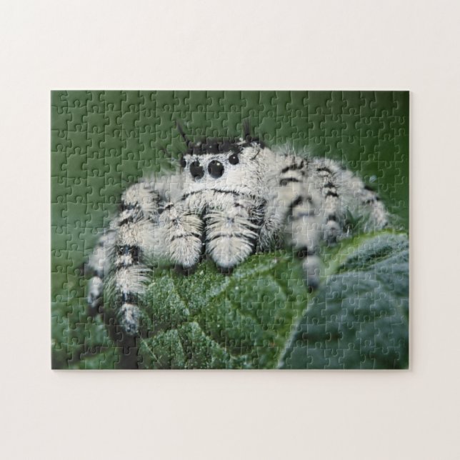 Metaphid Jumping Spider Pussel (Horisontell)