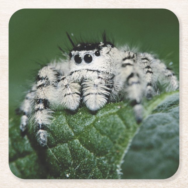 Metaphid Jumping Spider Underlägg Papper Kvadrat (Framsidan)