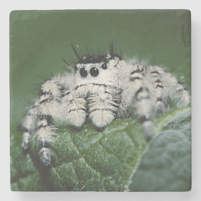 Metaphid Jumping Spider Underlägg Sten (Framsidan)