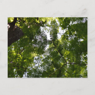 Metasequoia - gryningsträd vykort