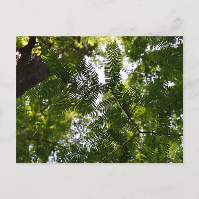 Metasequoia - gryningsträd vykort (Framsida)