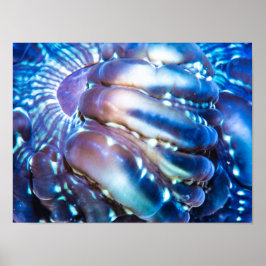 Meterlic-färgad Coral Poster