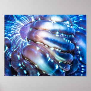 Meterlic-färgad Coral Poster
