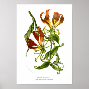 Methonica plantii (den Gloriosa superbaen) Poster