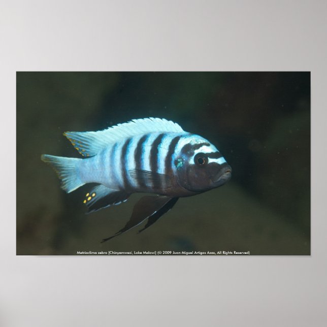 Metriaclima zebra [Chinyamwezi] Poster (Framsidan)