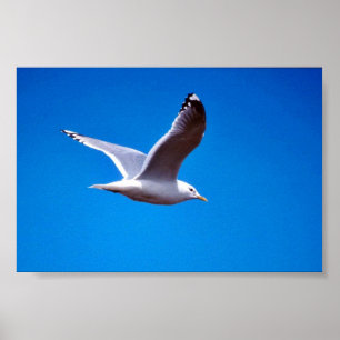 Mew Gull under flygning Poster