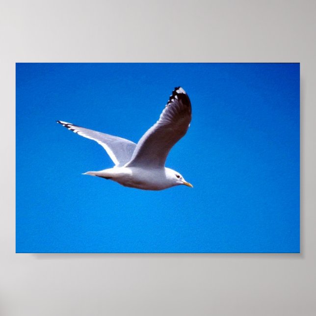 Mew Gull under flygning Poster (Framsidan)
