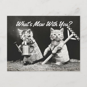 Mew Kittens Vykort