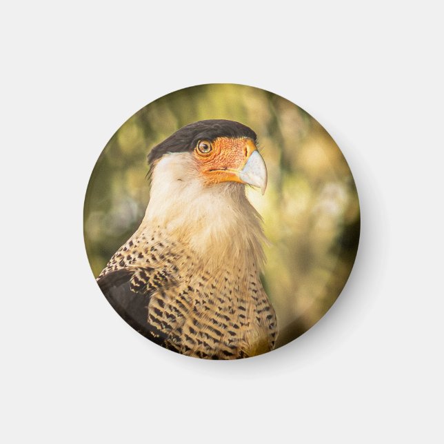 "Mexican Eagle"  Magnet (Framsidan)