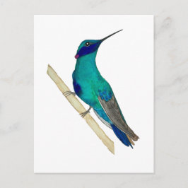 Mexican Violetear Hummingbird Vykort