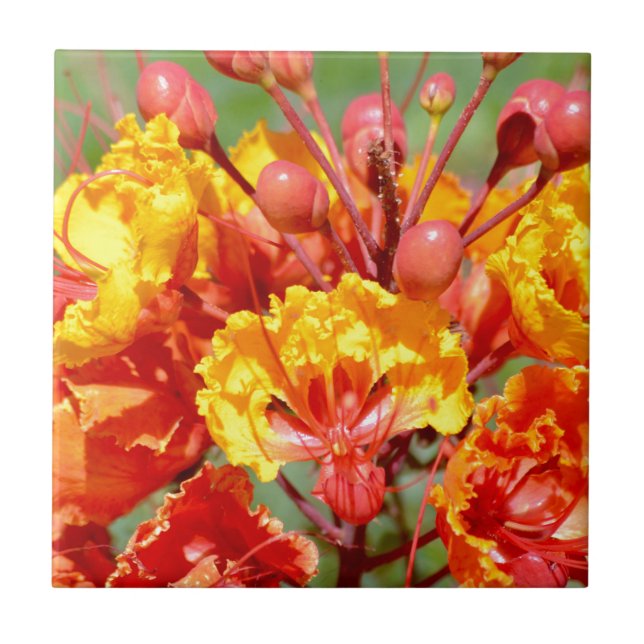 Mexicansk fågel av paradiset kakelplatta (Framsidan)