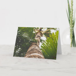 Mexicansk palmträd underifrån kort