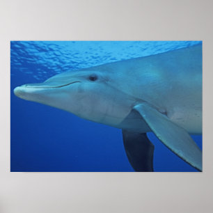 Mexico Cozumel. Bottlenosed delfin, Tursiops 4 Poster