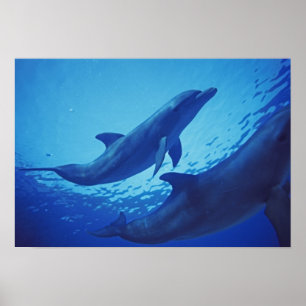 Mexico Cozumel. Bottlenosed delfin, Tursiops Poster