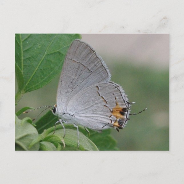 MEXIKANISKT GRÅTT-HAIRSTREAK BUTTERFÄRDIGT VYKORT (Framsida)