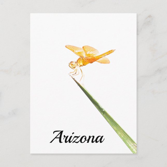 Mexikansk amber-vinge Dragonfly, Arizona Vykort (Framsida)