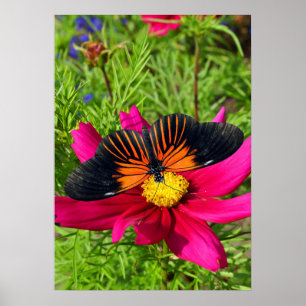 Mexikansk asterblomma med en Doris Longwing  Poster