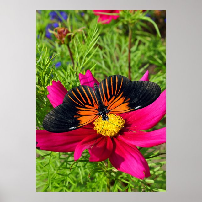 Mexikansk asterblomma med en Doris Longwing  Poster (Framsidan)