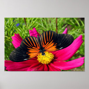 Mexikansk asterblomma med en Doris Longwing  Poster