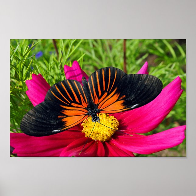 Mexikansk asterblomma med en Doris Longwing  Poster (Framsidan)
