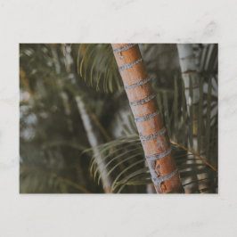 Mexikansk bamboo vykort