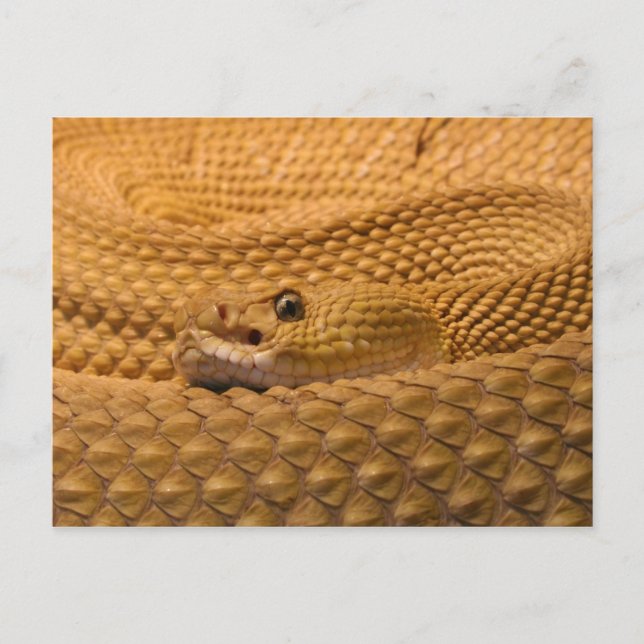 Mexikansk kusten, rattlesnake vykort (Framsida)