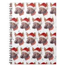 Mexikansk nakenhund julstjärnor
