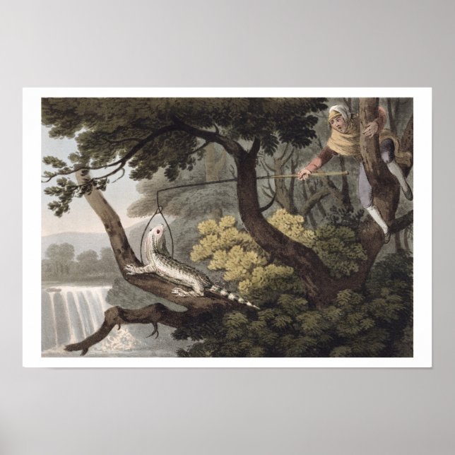 Mexikansk ödla Catcher, graverad av Matthew Dubour Poster (Framsidan)