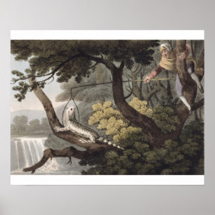 Mexikansk ödla Catcher, graverad av Matthew Dubour Poster