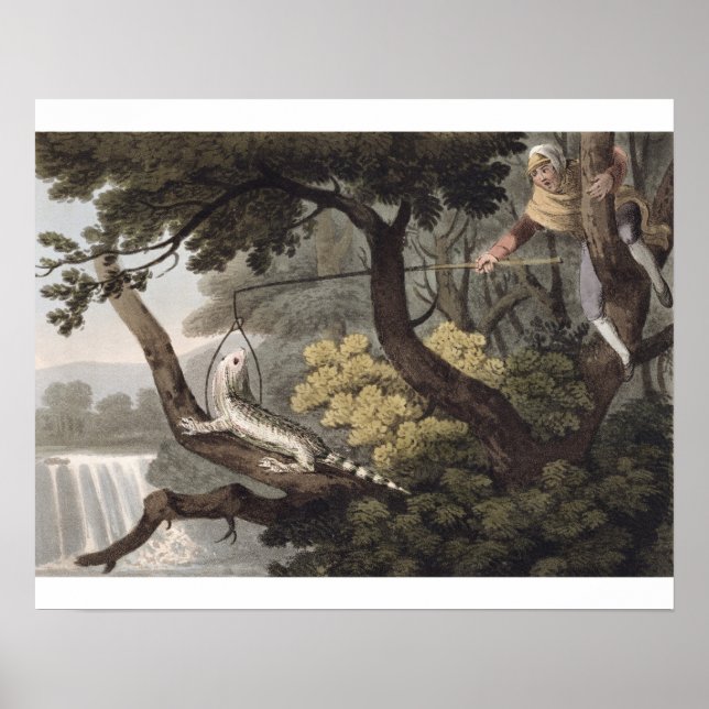 Mexikansk ödla Catcher, graverad av Matthew Dubour Poster (Framsidan)