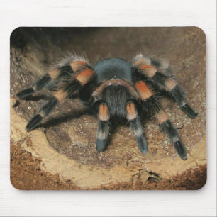 Mexikansk röd knäla Tarantula Spider Mouse Pad Musmatta