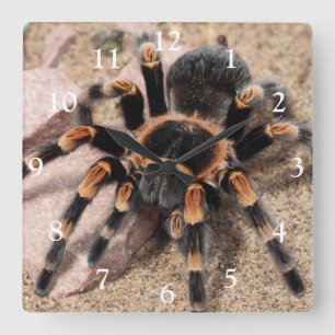 Mexikansk röd knöla Tarantula Spider Fyrkantig Klocka