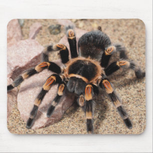 Mexikansk röd knöla Tarantula Spider Musmatta