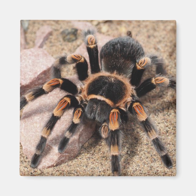 Mexikansk röd knut Tarantula Spider Magnet (Framsidan)