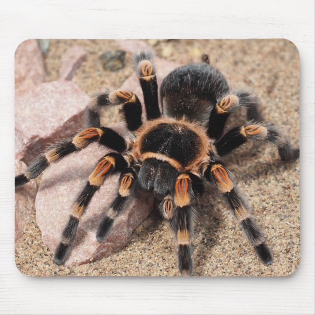 Mexikansk röd knut Tarantula Spider Musmatta (Framsidan)