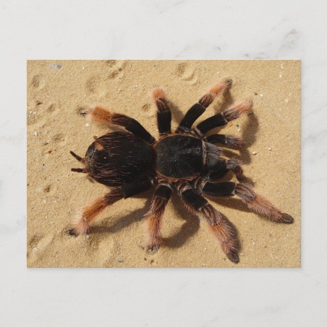Mexikansk Rosa Tarantula Vykort (Framsida)